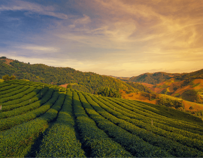 Chiang Mai: Chiang Rai & Doi Mae Salong Tea Plantation Tour - Hotel Pickup and Drop-off