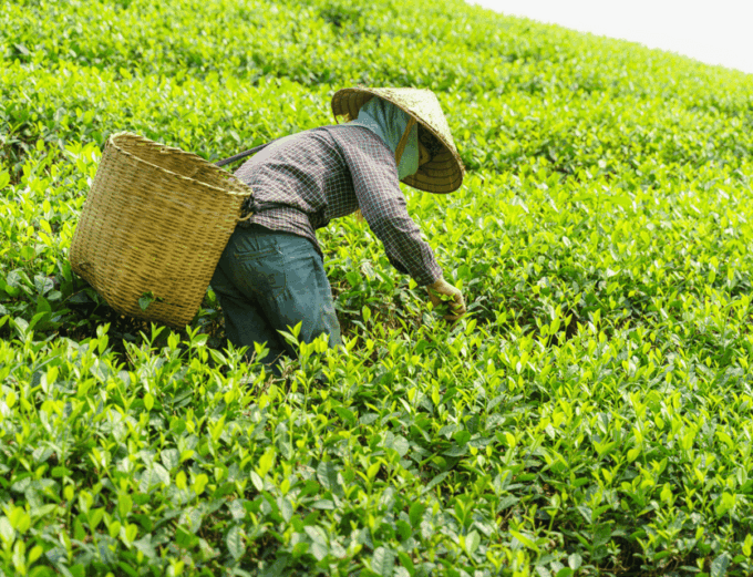 Chiang Mai: Chiang Rai & Doi Mae Salong Tea Plantation Tour - Frequently Asked Questions
