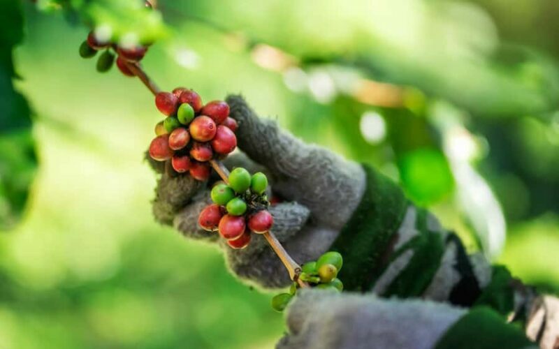 Chiang Mai : Coffee Process & Tasting  From Cherry to Cup - Key Points