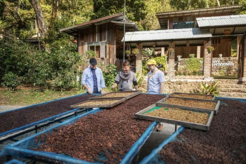Chiang Mai : Coffee Process & Tasting  From Cherry to Cup - An Honest Look at the Chiang Mai Coffee Tour