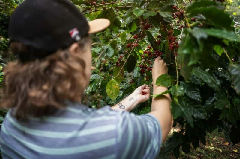 Chiang Mai : Coffee Process & Tasting  From Cherry to Cup - Who Should Consider This Tour?