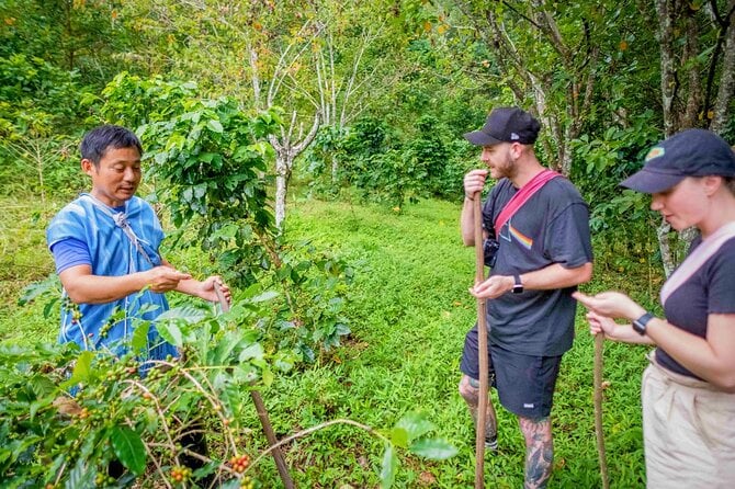 Chiang Mai Coffee Tour: Trekking to Farm, Roast and Brew Workshop - Pickup and Lunch Details