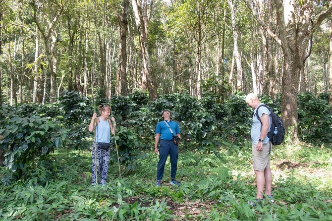 Chiang Mai Coffee Tour: Trekking to Farm, Roast and Brew Workshop - Coffee Roasting and Brewing