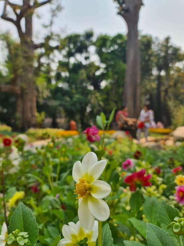 Chiang Mai: Dantewada Land of Angels & Sticky Waterfall Tour - Exploring the Sticky Waterfall
