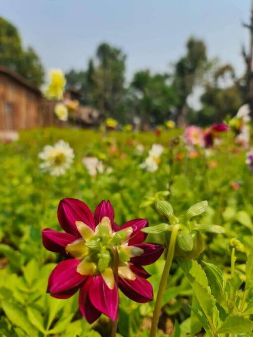 Chiang Mai: Dantewada Land of Angels & Sticky Waterfall Tour - Frequently Asked Questions