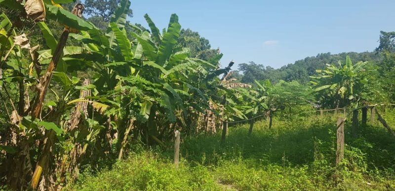 Chiang Mai Day Tours - Tour Guide and Language