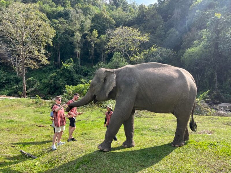 Chiang Mai: Doi Inthanon and Elephant Sanctuary Tour - Highlights of the Tour