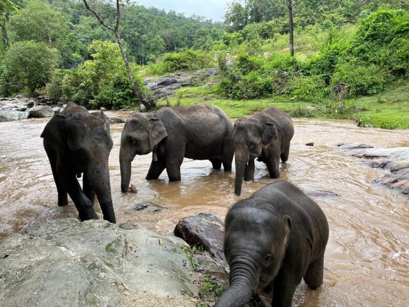 Chiang Mai: Doi Inthanon and Elephant Sanctuary Tour - Included in the Tour