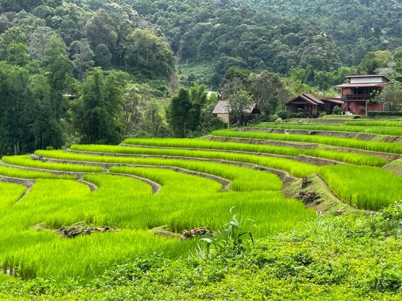 Chiang Mai: Doi Inthanon and Elephant Sanctuary Tour - Restrictions and Considerations