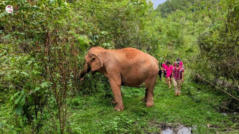 Chiang Mai: Doi Inthanon and Elephant Sanctuary Tour & Hike - Deep Dive into the Details