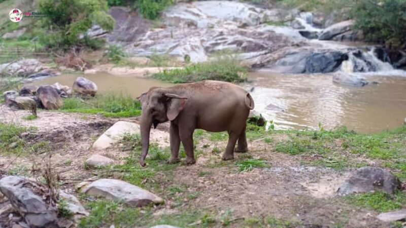 Chiang Mai: Doi Inthanon and Elephant Sanctuary Tour & Hike - Final Words of Caution and Recommendation
