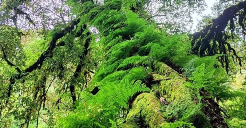 Chiang Mai: Doi Inthanon National Park & Waterfall Day Tour - Key Points
