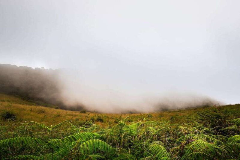 Chiang Mai: Doi Inthanon National Park, Waterfall & Lunch - Twin Pagodas