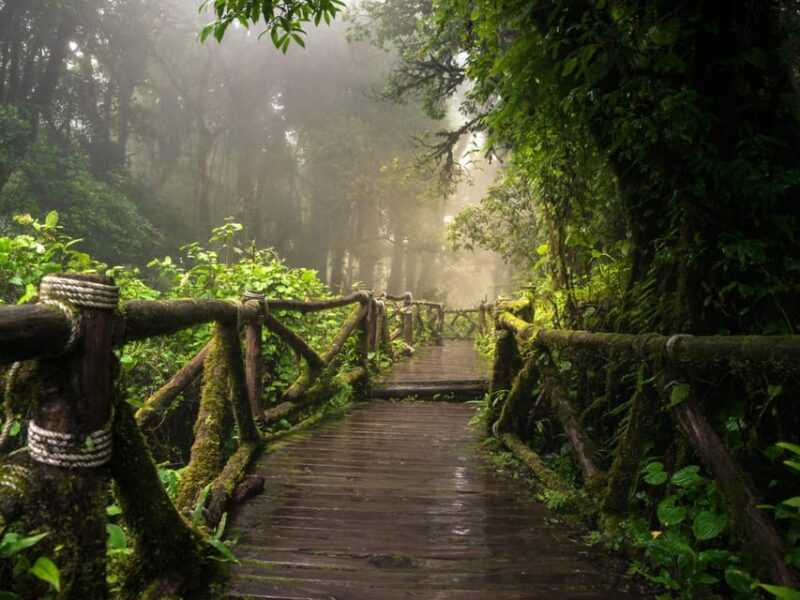 Chiang Mai: Doi Inthanon Park and Pha Dok Siew Trail Trek - Pha Dok Siew Nature Trail