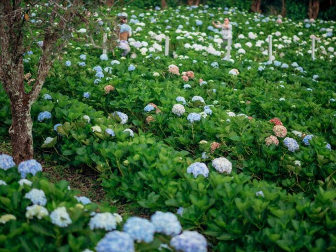 Chiang Mai: Doi Inthanon Park and Pha Dok Siew Trail Trek - Pricing and Cancellation Policy