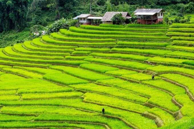 Chiang Mai: Doi Inthanon Park, Waterfalls and Hilltribe Tour - Tour Suitability and Pickup Arrangements