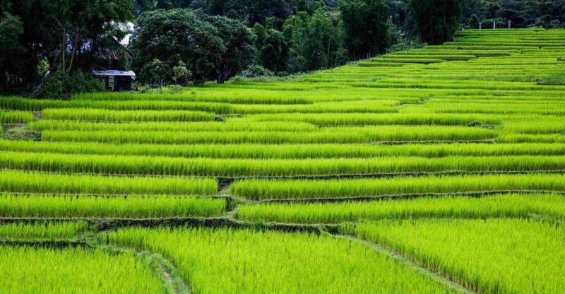 Chiang Mai: Doi Inthanon & Pha Dok Siew Nature Trail Trek - Highlights of the Trek