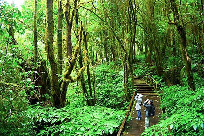 CHIANG MAI: Doi Inthanon-Trekking Keiw Mae Pan-Waterfall-Lunch - Reviews Summary