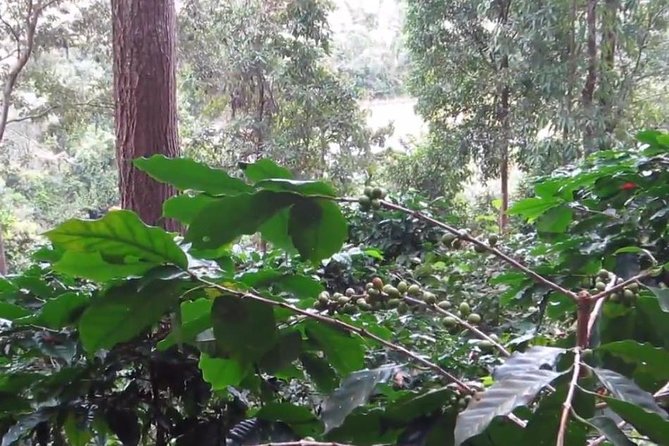 CHIANG MAI: Doi Inthanon-Trekking Pha Dok Seaw-Waterfall-Lunch - Reviews and Feedback