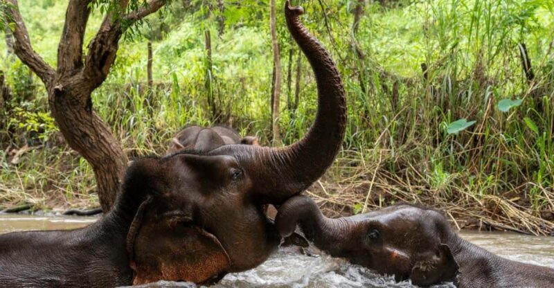 Chiang Mai: Elephant Dream Project Sanctuary - Full Day - Walking With the Elephants
