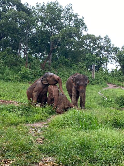 Chiang Mai: Elephant Dream Project Sanctuary - Full Day - Preparing Supplementary Food