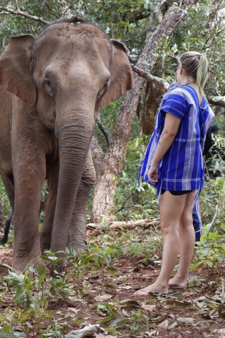 Chiang Mai: Elephant Dream Project Sanctuary - Full Day - Learning From the Local Guide