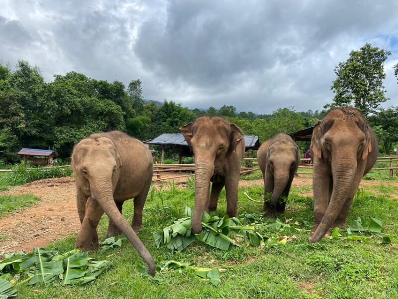 Chiang Mai: Elephant Dream Project Sanctuary - Half-Day - Ethical Exploration of Elephant Habitat