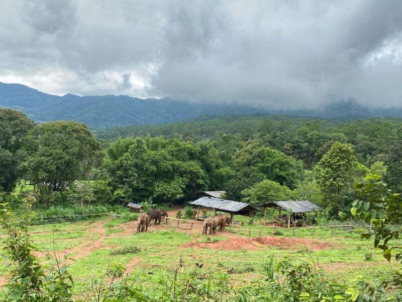 Chiang Mai: Elephant Dream Project Sanctuary - Half-Day - Listening to Elephant Stories