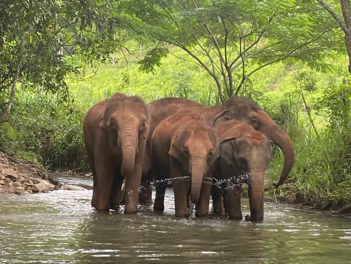 Chiang Mai: Elephant Dream Project Sanctuary - Half-Day - Elephant Conservation at the Sanctuary