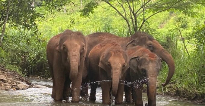 Chiang Mai: Elephant Dream Project Sanctuary - Half-Day - Feeding and Walking With Elephants
