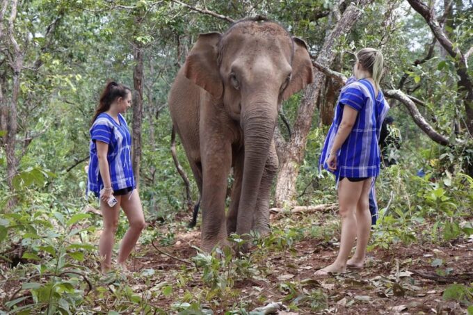 Chiang Mai: Elephant Dream Project Sanctuary - Half-Day - Enjoying Thai Lunch and Fruits