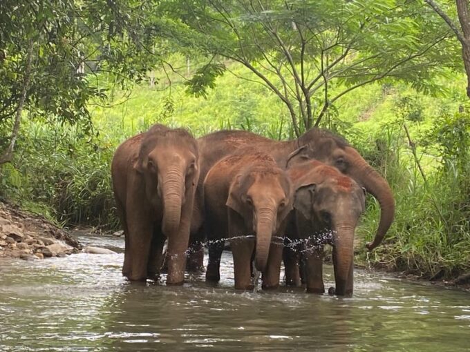 Chiang Mai: Elephant Dream Project Sanctuary - Half-Day - Departure and Return to Chiang Mai