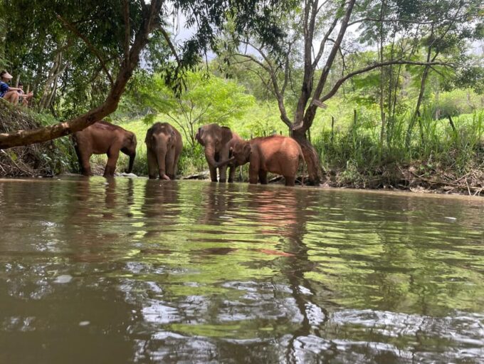 Chiang Mai: Elephant Dream Project Sanctuary - Half-Day - Frequently Asked Questions