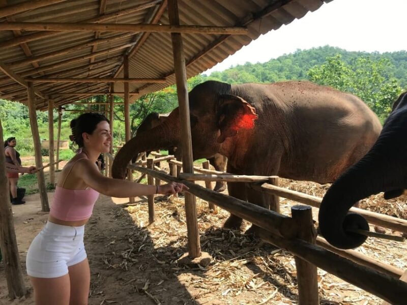 Chiang Mai: Elephant Feeding Experience, Hand Feed Elephants - Key Points