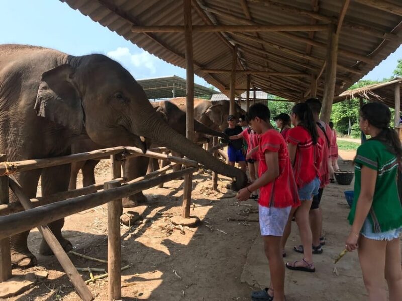 Chiang Mai: Elephant Feeding Experience, Hand Feed Elephants - Feeding the Gentle Giants