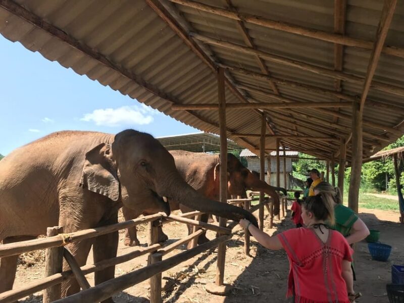 Chiang Mai: Elephant Feeding Experience, Hand Feed Elephants - Tranquil Charm of Babies