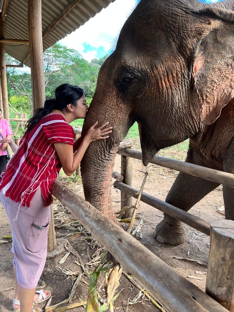 Chiang Mai: Elephant Feeding Experience, Hand Feed Elephants - What to Expect and Bring