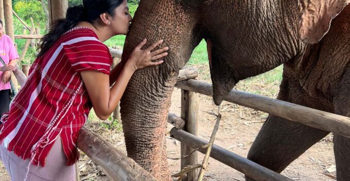 Chiang Mai: Elephant Feeding Experience, Hand Feed Elephants - Frequently Asked Questions