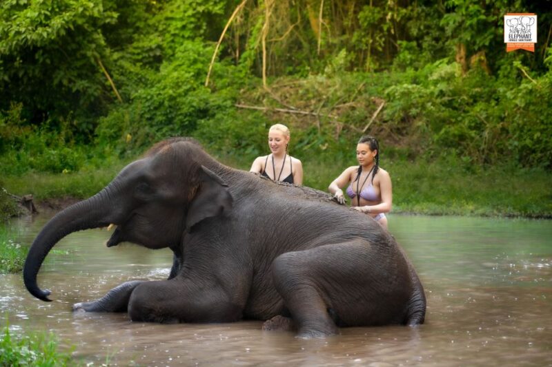 Chiang Mai: Elephant Jungle Sanctuary With Lunch & Transfer - Experience Highlights