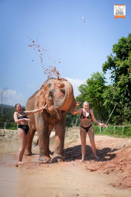 Chiang Mai: Elephant Jungle Sanctuary With Lunch & Transfer - Pets and Assistance Dogs