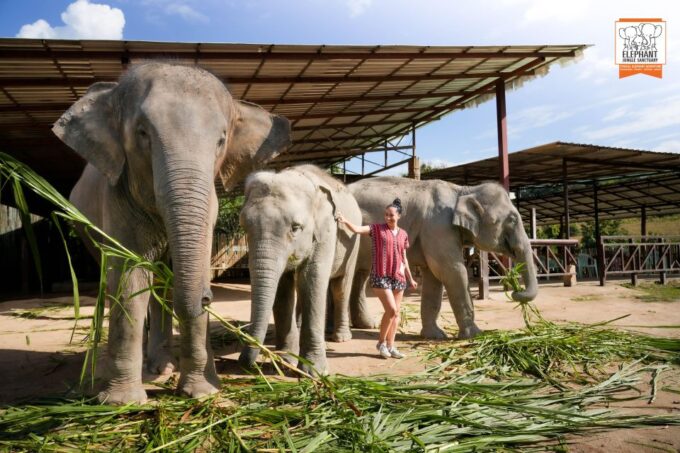 Chiang Mai: Elephant Jungle Sanctuary With Lunch & Transfer - Guest Feedback