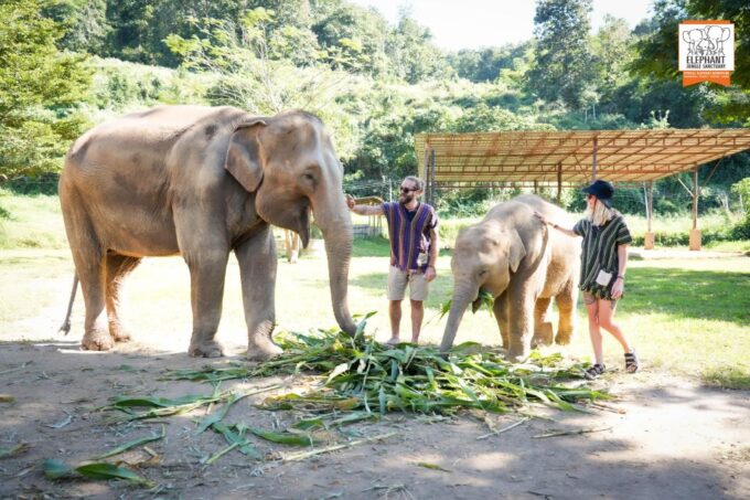 Chiang Mai: Elephant Jungle Sanctuary With Lunch & Transfer - Frequently Asked Questions
