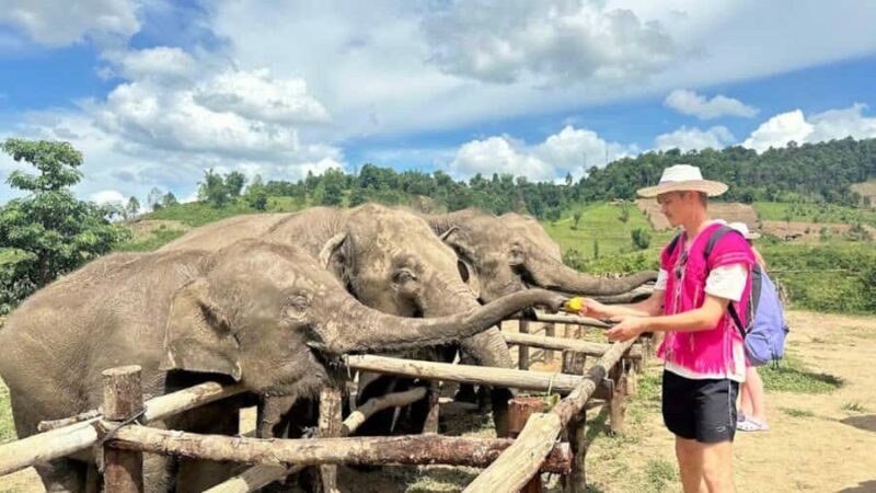 Chiang Mai: Elephant Observation & Wang River Bamboo Rafting - Who Will Love This Tour?