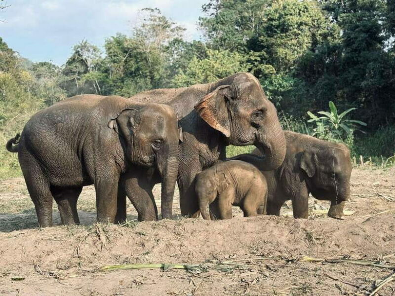 Chiang Mai: Elephant Sanctuary Feeding Program Half-Day Tour - An Ethical Approach to Elephant Encounters