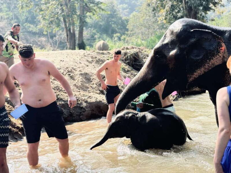 Chiang Mai: Elephant Sanctuary Feeding Program Half-Day Tour - River Bathing Experience