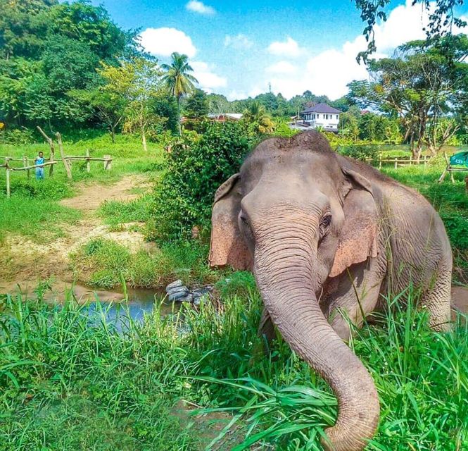 Chiang Mai: Elephant Sanctuary Guided Tour in Spanish - Itinerary Breakdown