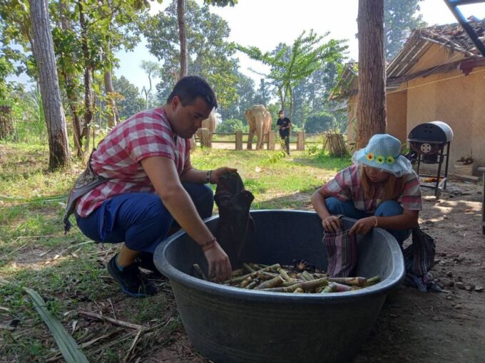 Chiang Mai: Elephant Sanctuary Guided Tour in Spanish - Guest Ratings