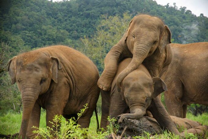 Chiang Mai: Elephant Sanctuary Guided Tour in Spanish - Frequently Asked Questions