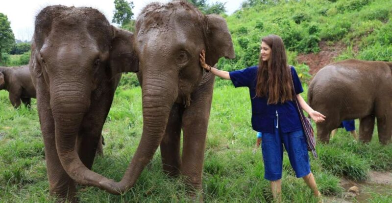 Chiang Mai: Elephant Sanctuary Interactive Tour - Key Points