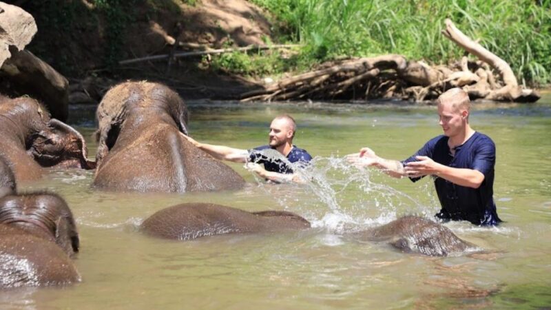 Chiang Mai: Elephant Sanctuary Interactive Tour - Itinerary
